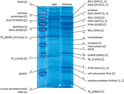 Abundance of Secreted Proteins of Trichoderma reesei Is Regulated by Light of Different Intensities